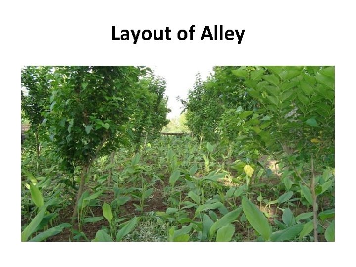 Layout of Alley Layout of Alley