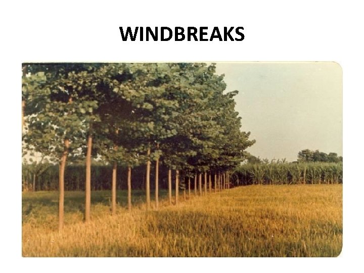 WINDBREAKS WINDBREAKS