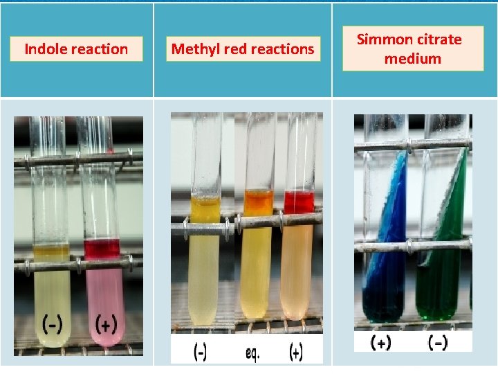 Indole reaction Methyl red reactions Simmon citrate medium 