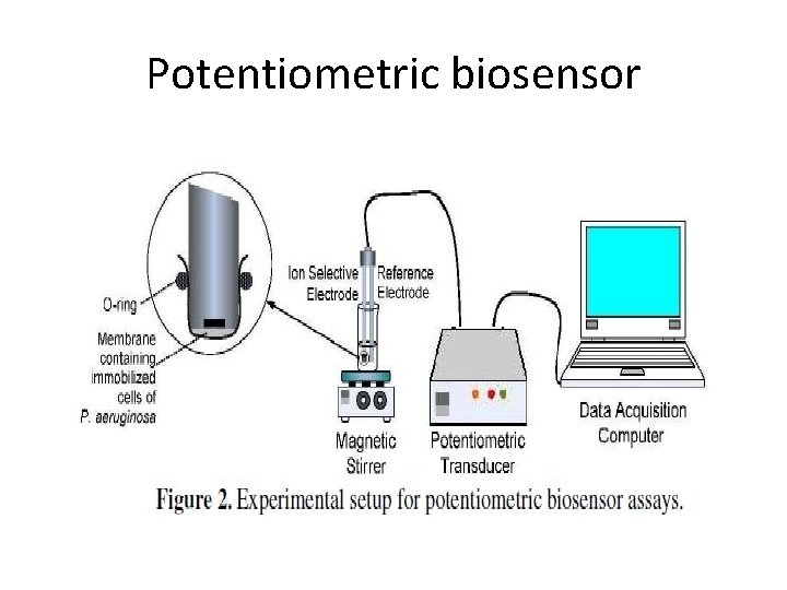 Potentiometric biosensor Potentiometric biosensor