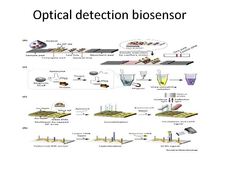 Optical detection biosensor 