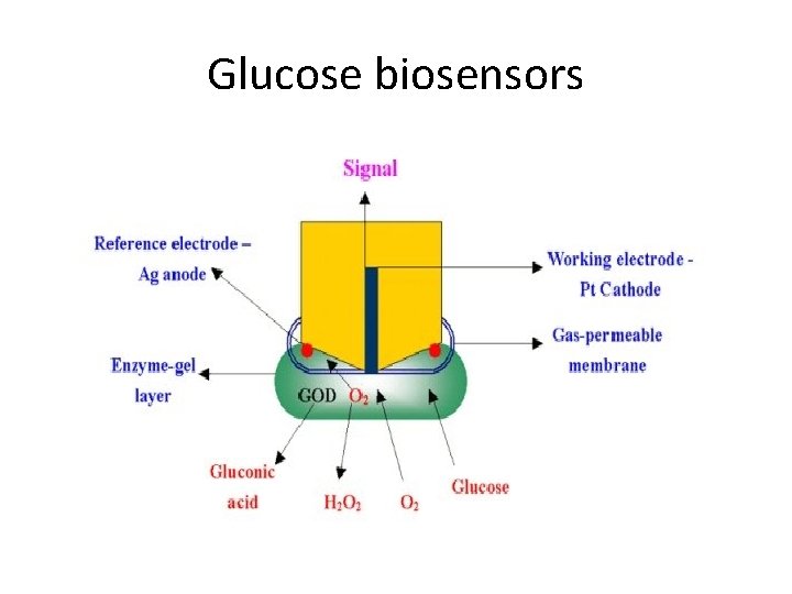 Glucose biosensors Glucose biosensors