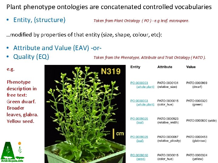Plant phenotype ontologies are concatenated controlled vocabularies • Entity, (structure) Taken from Plant Ontology