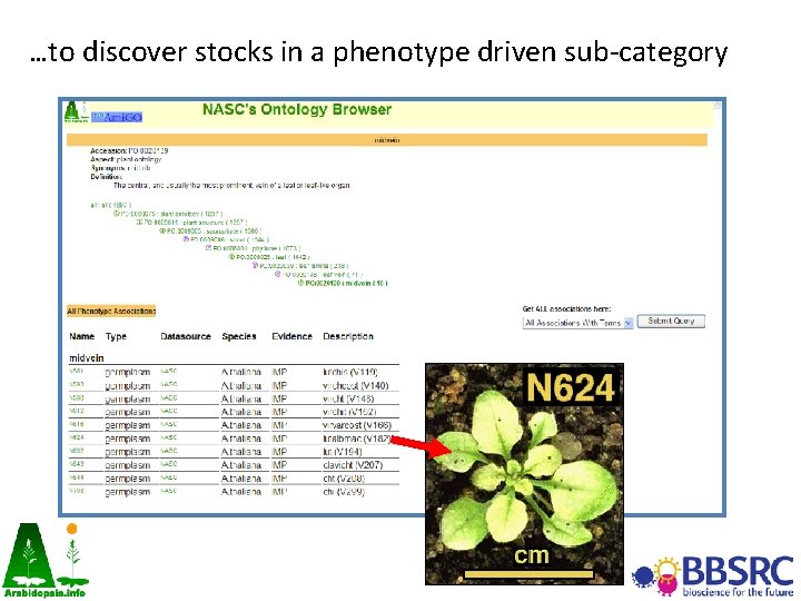 …to discover stocks in a phenotype driven sub-category 