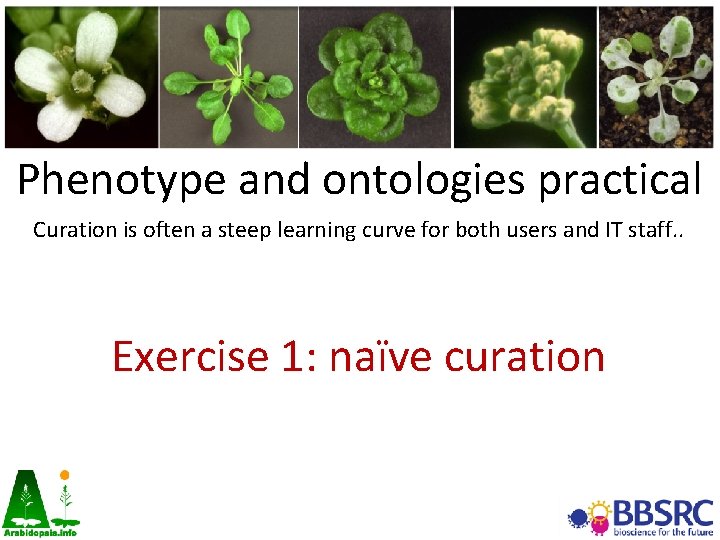 Phenotype and ontologies practical Curation is often a steep learning curve for both users