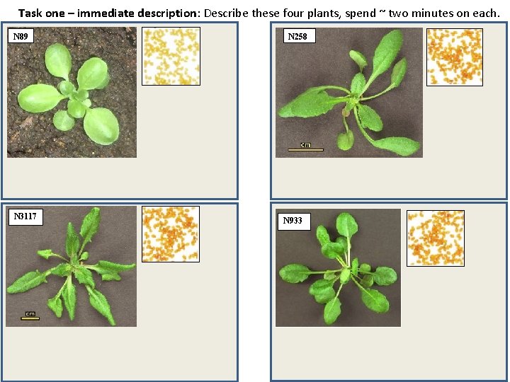Task one – immediate description: Describe these four plants, spend ~ two minutes on