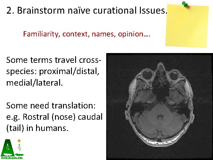2. Brainstorm naïve curational Issues. Familiarity, context, names, opinion…. Some terms travel crossspecies: proximal/distal,