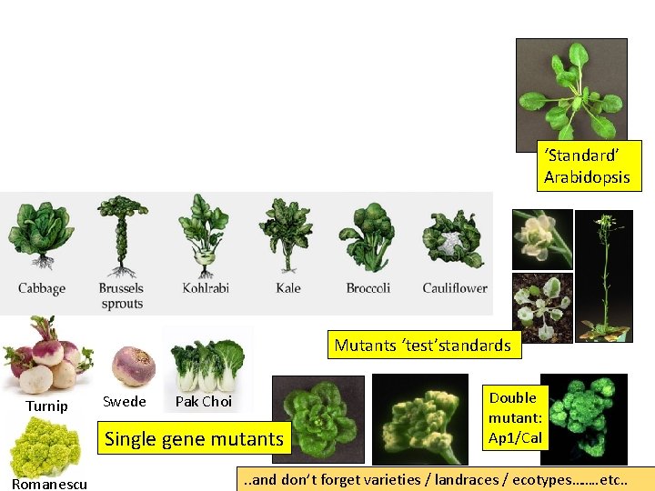 ‘Standard’ Arabidopsis Mutants ‘test’standards Turnip Swede Pak Choi Single gene mutants Romanescu Double mutant:
