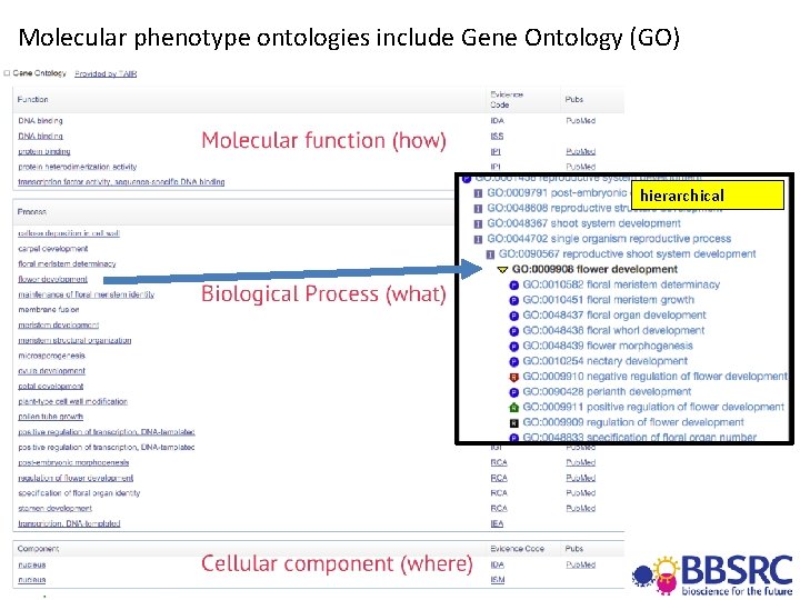 Molecular phenotype ontologies include Gene Ontology (GO) hierarchical 