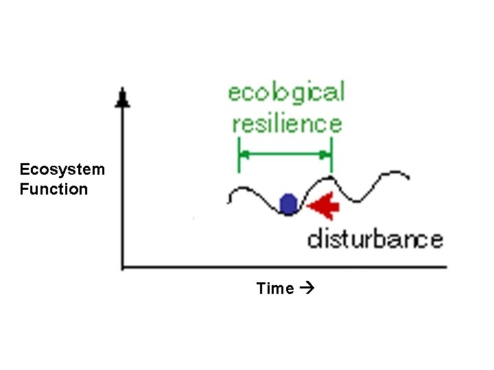 Ecosystem Function Time 