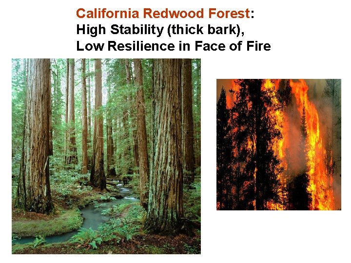 California Redwood Forest: High Stability (thick bark), Low Resilience in Face of Fire 