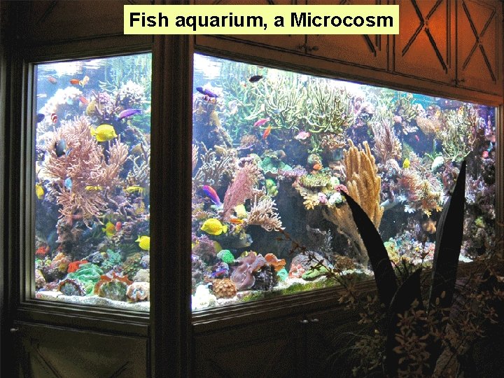 Fish aquarium, a Microcosm 