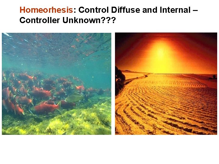 Homeorhesis: Control Diffuse and Internal – Controller Unknown? ? ? 