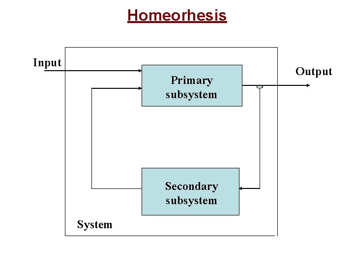 Homeorhesis Input Primary subsystem Secondary subsystem System Output 