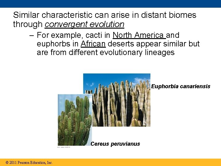 Similar characteristic can arise in distant biomes through convergent evolution – For example, cacti