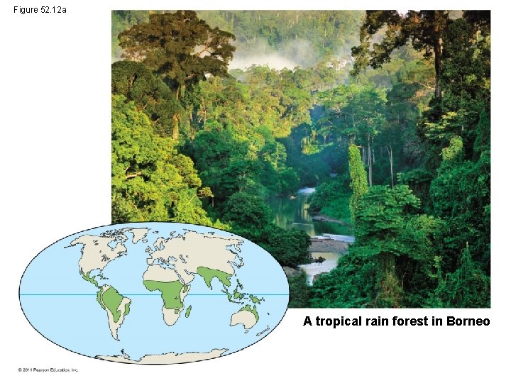 Figure 52. 12 a A tropical rain forest in Borneo 