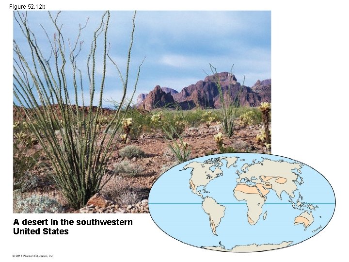 Figure 52. 12 b A desert in the southwestern United States 