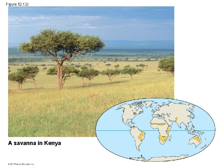Figure 52. 12 c A savanna in Kenya 