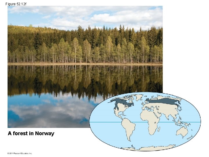 Figure 52. 12 f A forest in Norway 