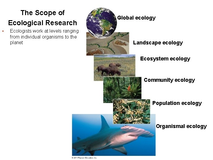The Scope of Ecological Research • Ecologists work at levels ranging from individual organisms