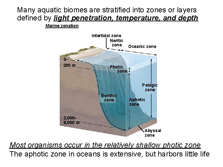Many aquatic biomes are stratified into zones or layers defined by light penetration, temperature,