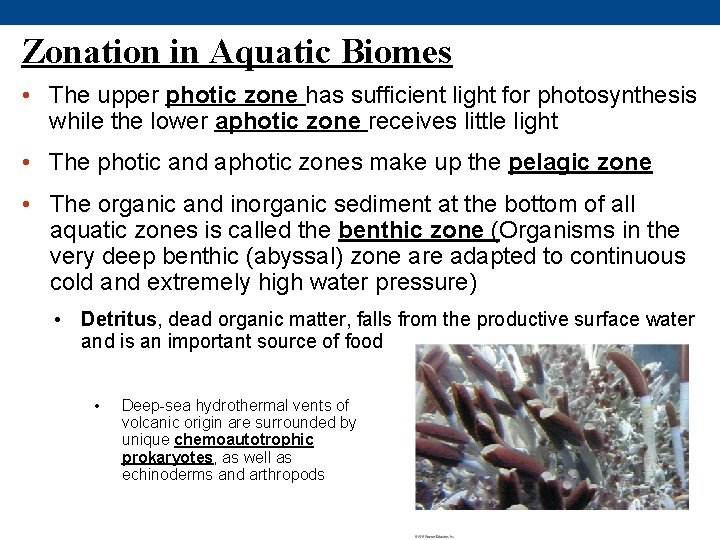 Zonation in Aquatic Biomes • The upper photic zone has sufficient light for photosynthesis