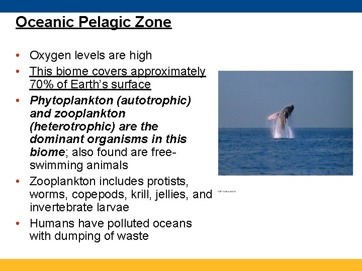 Oceanic Pelagic Zone • Oxygen levels are high • This biome covers approximately 70%