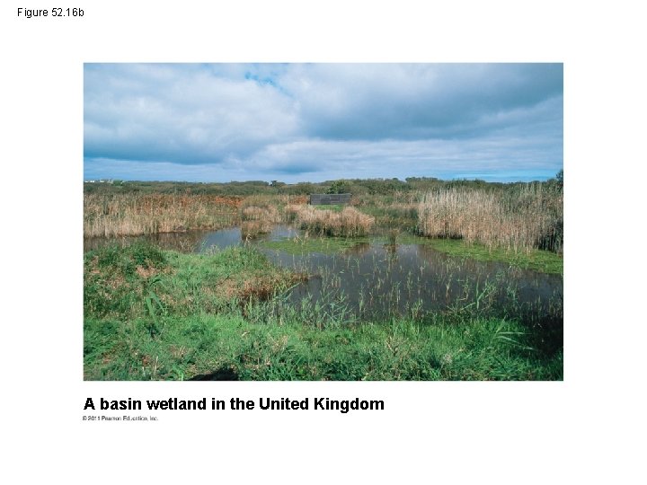 Figure 52. 16 b A basin wetland in the United Kingdom 
