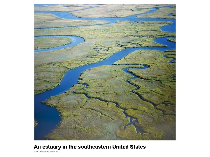 An estuary in the southeastern United States 