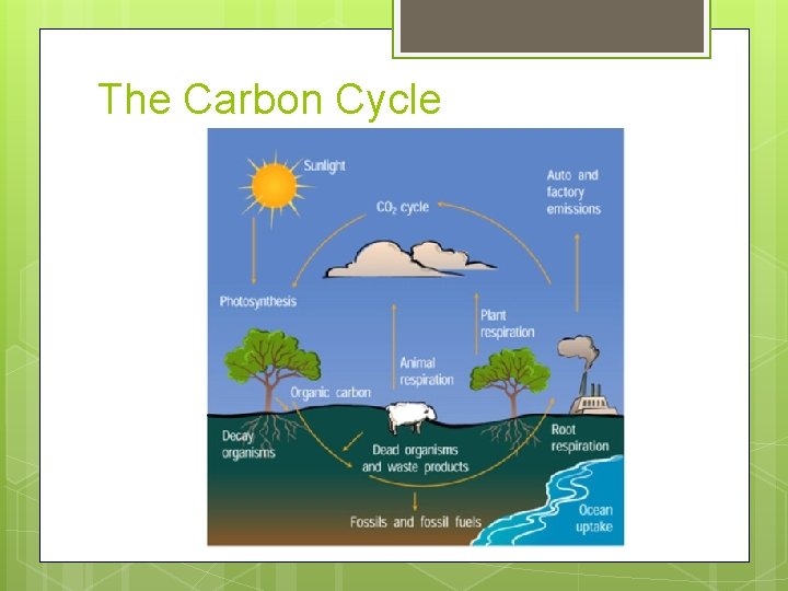 The Carbon Cycle 