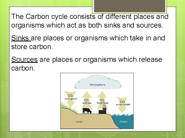 The Carbon cycle consists of different places and organisms which act as both sinks