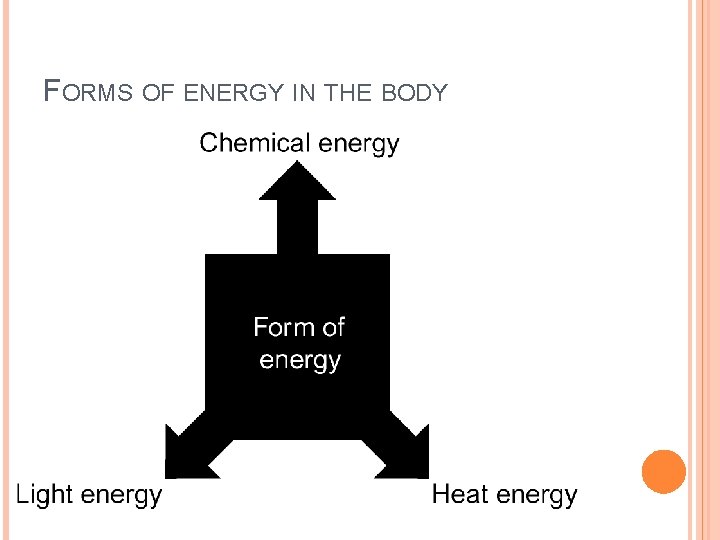 FORMS OF ENERGY IN THE BODY 