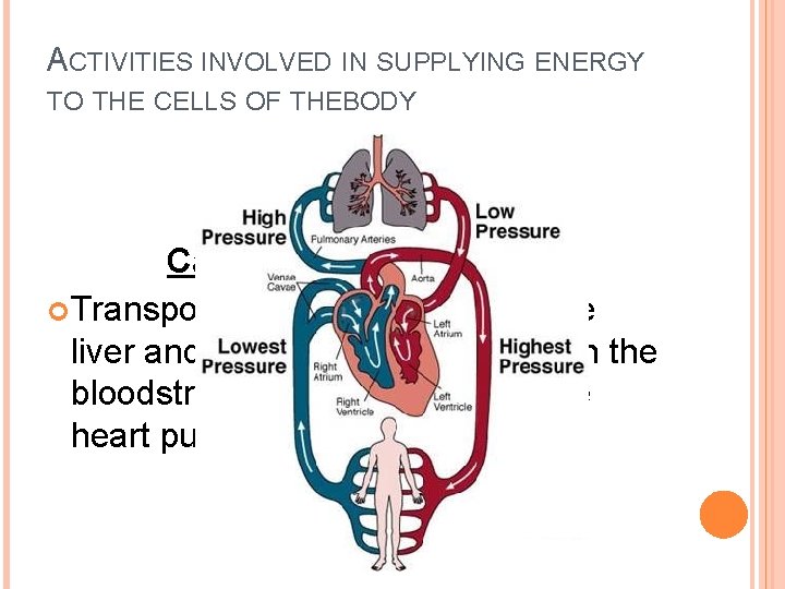 ACTIVITIES INVOLVED IN SUPPLYING ENERGY TO THE CELLS OF THEBODY Cardiovascular System Transports simple