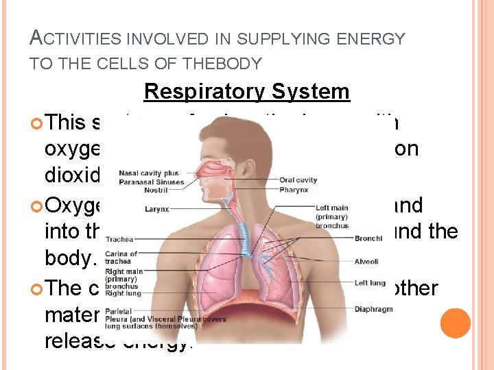 ACTIVITIES INVOLVED IN SUPPLYING ENERGY TO THE CELLS OF THEBODY Respiratory System This system