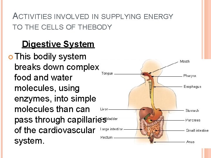 ACTIVITIES INVOLVED IN SUPPLYING ENERGY TO THE CELLS OF THEBODY Digestive System This bodily