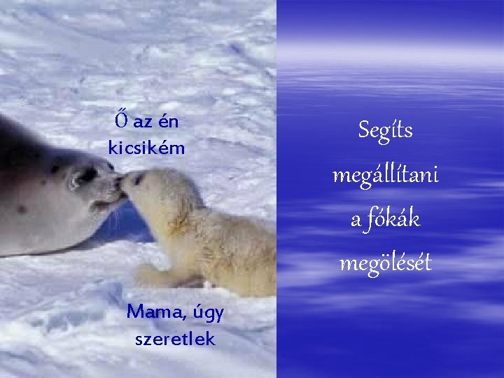 Ő az én kicsikém Mama, úgy szeretlek Segíts megállítani a fókák megölését 