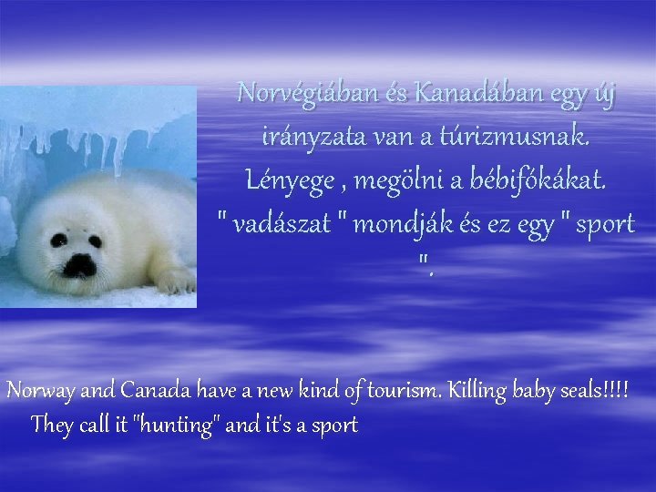 Norvégiában és Kanadában egy új irányzata van a túrizmusnak. Lényege , megölni a bébifókákat.