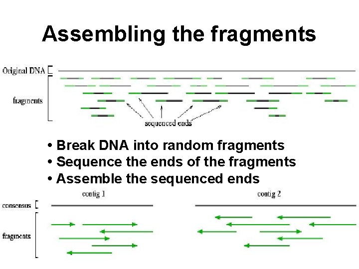 Assembling the fragments • Break DNA into random fragments • Sequence the ends of