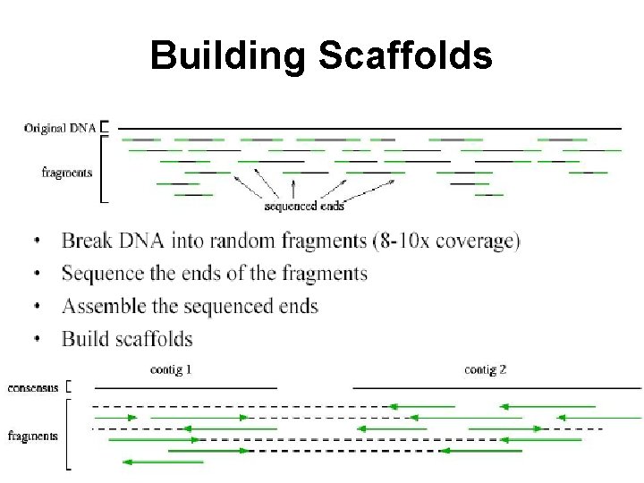 Building Scaffolds 