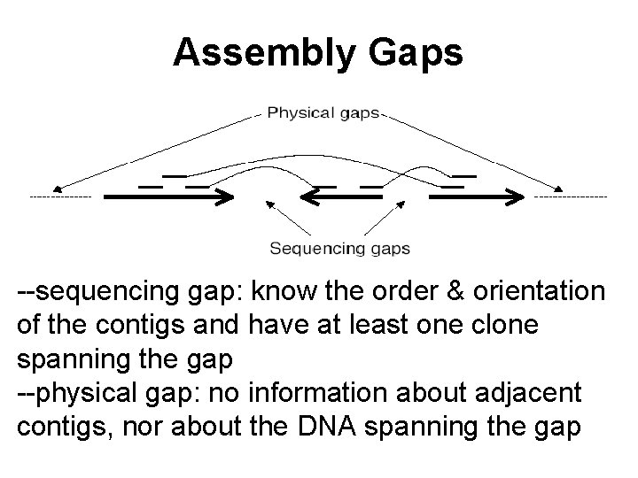 Assembly Gaps --sequencing gap: know the order & orientation of the contigs and have