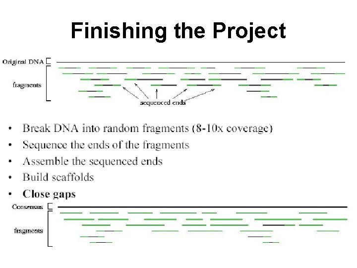 Finishing the Project 