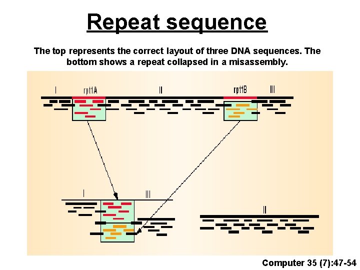 Repeat sequence The top represents the correct layout of three DNA sequences. The bottom