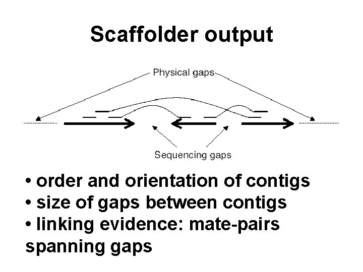 Scaffolder output • order and orientation of contigs • size of gaps between contigs