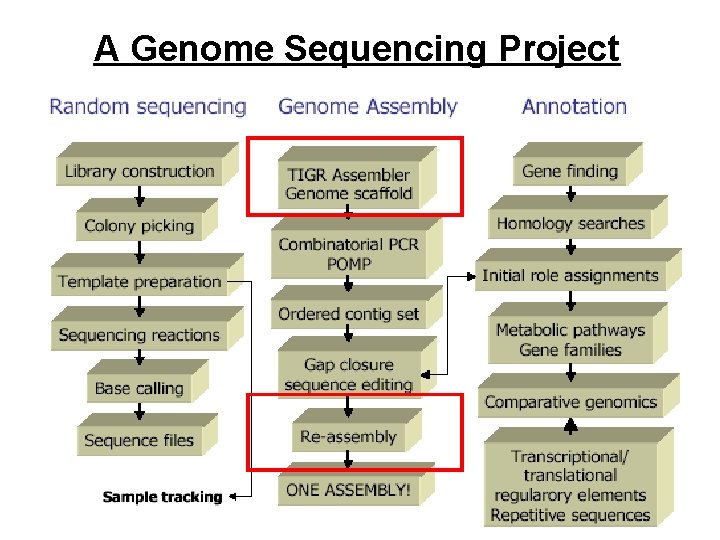 A Genome Sequencing Project 