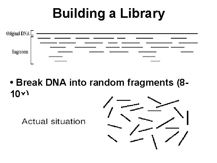 Building a Library • Break DNA into random fragments (810 x) 