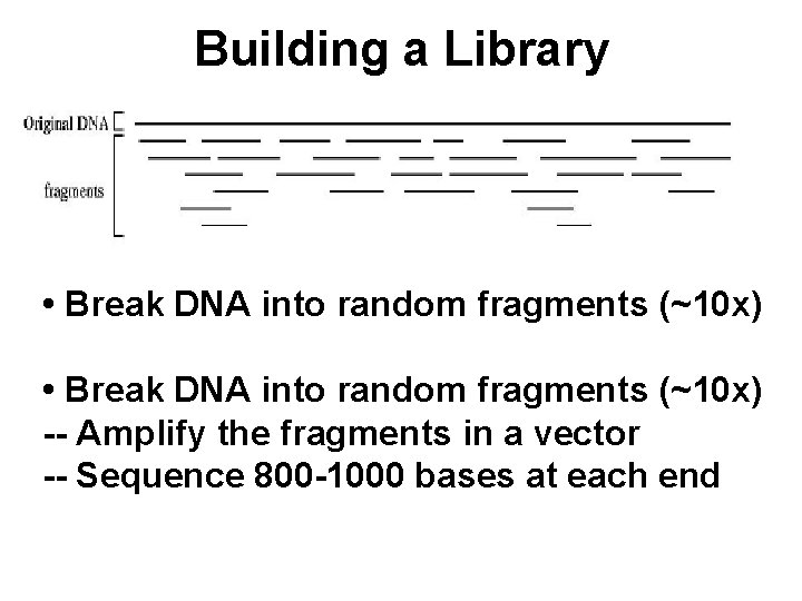 Building a Library • Break DNA into random fragments (~10 x) -- Amplify the