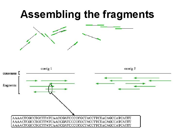 Assembling the fragments 