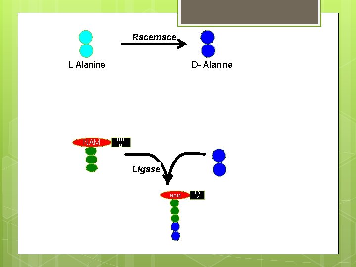 Racemace L Alanine NAM D- Alanine UD P Ligase NAM UD P 