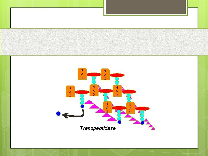 N A G N A G Transpeptidase N A G 