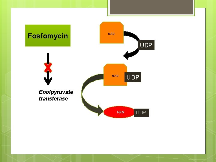 Fosfomycin NAG UDP Enolpyruvate transferase NAM UDP 
